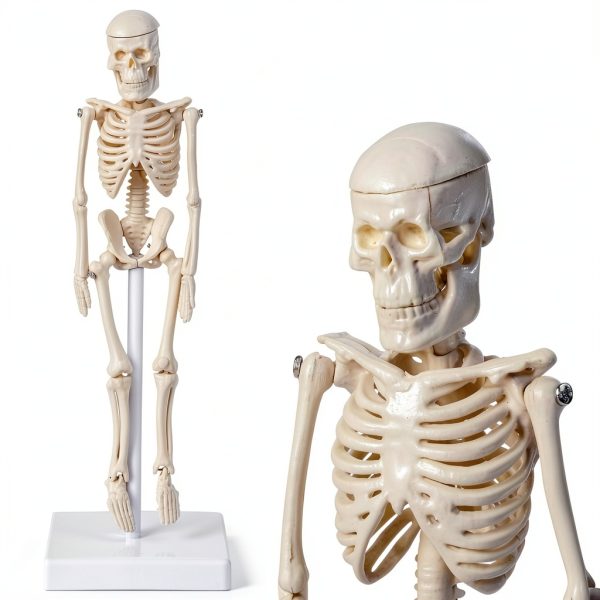 Pipilily Mini Skeleton Model Adjustable Plastic Human Figure 7.8 Inch-0