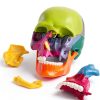 Anatomy Exploded Skull Model NEW HORIZON Large Colorful 15‑Piece-2