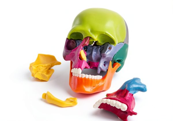 Anatomy Exploded Skull Model NEW HORIZON Large Colorful 15‑Piece-2