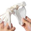 Human Upper Limb Skeleton Model EVOTECH SCIENTIFIC PVC Life Size Arm-3