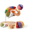 2X Life-Size Brain Model HYTRDFS Anatomical Model with Color Labels-3