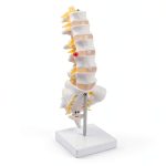 Lumbar Spine Anatomy Model by breesky Life Size PVC 5 Vertebrae-0