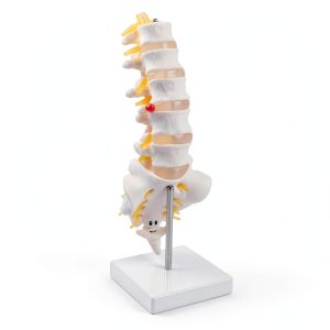 Lumbar Spine Anatomy Model by breesky Life Size PVC 5 Vertebrae-0