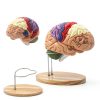 2X Life-Size Brain Model HYTRDFS Anatomical Model with Color Labels-1