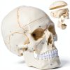 LANDIE Anatomical Skull Model with Magnetic Joints and Movable Jaw-0