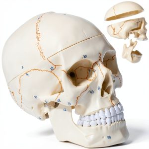 LANDIE Anatomical Skull Model with Magnetic Joints and Movable Jaw-0