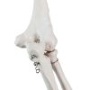 Human Upper Limb Skeleton Model EVOTECH SCIENTIFIC PVC Life Size Arm-4