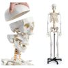 Breesky 70.8 Inch Human Skeleton Model with Articulated Bones-6