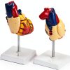 QWORK PVC Heart Anatomical Model 2‑Part Magnetic Mount Life‑Size Kit-4