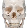 Medarchitect White Skull Anatomical Model UL105 Wall Mount-1