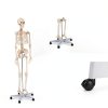 Life Size Human Skeleton 70.8in GOFLAME Model with Rolling Stand-4