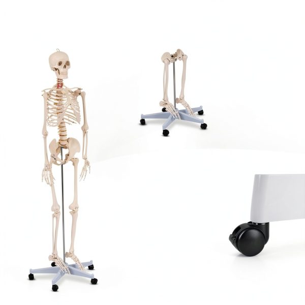 Life Size Human Skeleton 70.8in GOFLAME Model with Rolling Stand-4