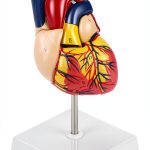 QWORK PVC Heart Anatomical Model 2‑Part Magnetic Mount Life‑Size Kit-0