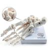 Evotech Scientific Human Foot Skeleton Model Bone Cast Flexible Joint-2
