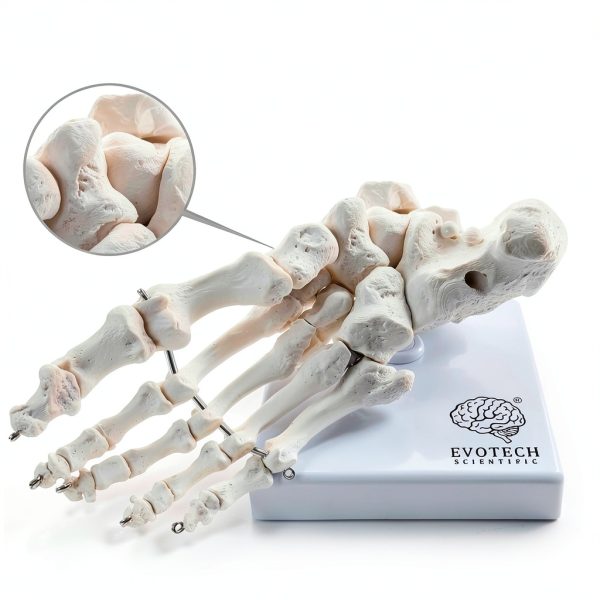 Evotech Scientific Human Foot Skeleton Model Bone Cast Flexible Joint-2