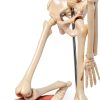 Human Skeleton Model NEW HORIZON Hand Painted Educational Anatomical-3