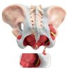 Benilev Female Pelvic Floor Model Life Size Anatomical Aid NA586-6