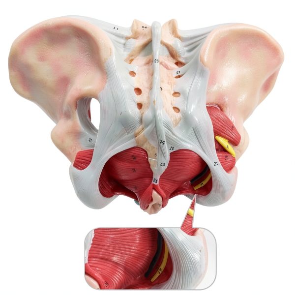 Benilev Female Pelvic Floor Model Life Size Anatomical Aid NA586-6