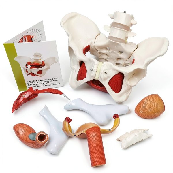 Female Pelvic Floor Model Benilev Life Size Hand Painted PVC-4