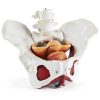 Female Pelvic Floor Model Benilev Life Size Hand Painted PVC-1