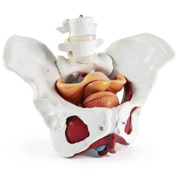 Female Pelvic Floor Model Benilev Life Size Hand Painted PVC-1