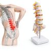 Lumbar Spine Anatomy Model by breesky Life Size PVC 5 Vertebrae-4