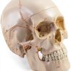 Anatomical Skull Model Medarchitect UL127 Laser Etched PVC Kit-0