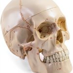 Anatomical Skull Model Medarchitect UL127 Laser Etched PVC Kit-0