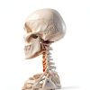 Human Skeleton Model 70" Life Size PVC Kit with Rolling Base-2