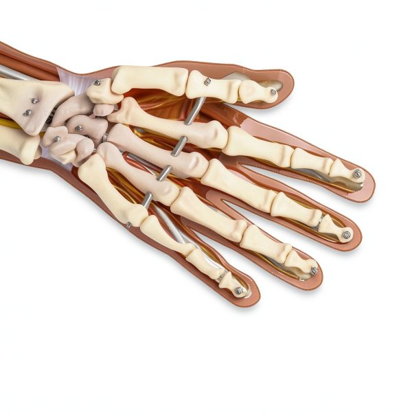 LVCHEN Human Hand Skeleton Model Anatomical Educational Tool with-2