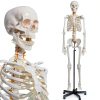 Breesky 70.8 Inch Human Skeleton Model with Articulated Bones-0
