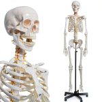 Breesky 70.8 Inch Human Skeleton Model with Articulated Bones-0