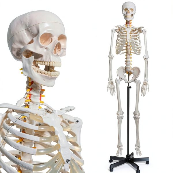 Breesky 70.8 Inch Human Skeleton Model with Articulated Bones-0