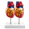 Heart Anatomical Model 2‑Piece PVC Educational Set by QWORK Red-0