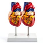 Heart Anatomical Model 2‑Piece PVC Educational Set by QWORK Red-0