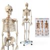 Life Size Human Skeleton 70.8in GOFLAME Model with Rolling Stand-0
