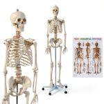 Life Size Human Skeleton 70.8in GOFLAME Model with Rolling Stand-0