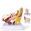 Zerduomoxing 1.5x Human Ear Anatomy Model PVC Washable with Base by-1