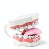 Magnum Mouth Model Ultrassist 6x Enlarged Model with White Hinge-6