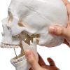 Medarchitect White Skull Anatomical Model UL105 Wall Mount-5