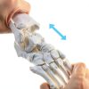 Evotech Scientific Human Foot Skeleton Model Bone Cast Flexible Joint-4