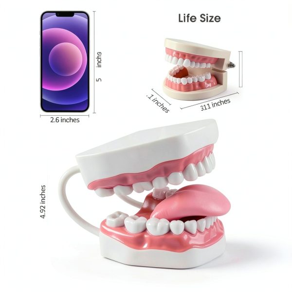Magnum Mouth Model Ultrassist 6x Enlarged Model with White Hinge-1