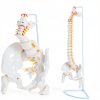Ruiishunyy Human Spine Model Life Size Flexible PVC Educational Tool-1