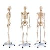 Life Size Human Skeleton 70.8in GOFLAME Model with Rolling Stand-6