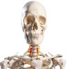 Human Skeleton Model 70" Life Size PVC Kit with Rolling Base-1