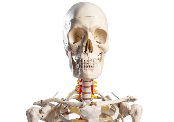 Human Skeleton Model 70" Life Size PVC Kit with Rolling Base-1