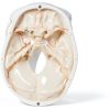LANDIE Anatomical Skull Model with Magnetic Joints and Movable Jaw-2