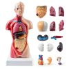 Human Torso Model 10.5 Inch 15‑Part Anatomical Set by breesky Red-0