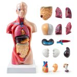 Human Torso Model 10.5 Inch 15‑Part Anatomical Set by breesky Red-0