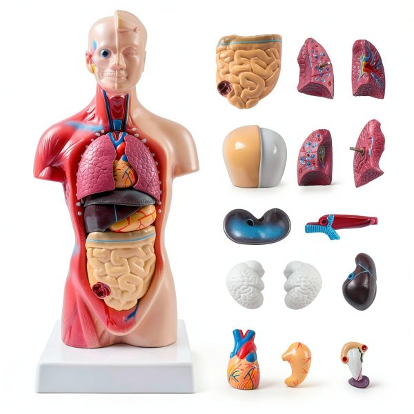 Human Torso Model 10.5 Inch 15‑Part Anatomical Set by breesky Red-0